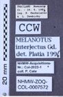 Etiketten zu Melanotus interjectus (NHMW-ZOO-COL-0007572)